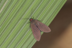 Episcepsis hypoleuca