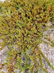 Juniperus rigida conferta