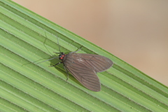 Episcepsis hypoleuca