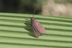 Episcepsis hypoleuca
