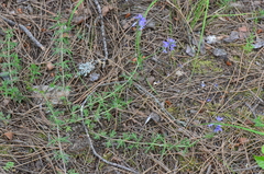 Veronica multifida
