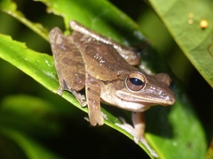 Polypedates iskandari