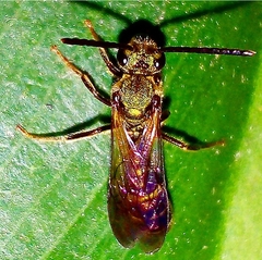 Neocorynura