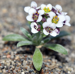 Lobularia maritima maritima