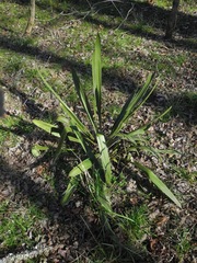Yucca filamentosa concava