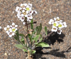 Lobularia maritima maritima