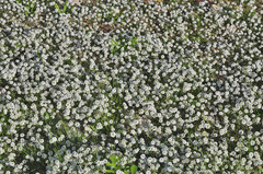 Lobularia maritima maritima