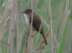 Acrocephalus agricola