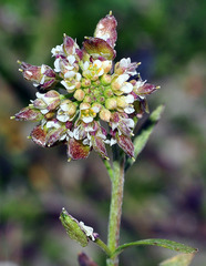 Lobularia libyca