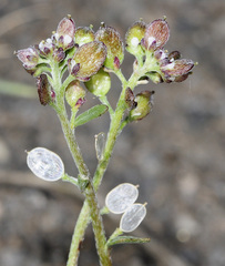 Lobularia libyca