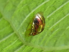 Charidotella zona