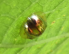 Charidotella zona