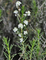Lepidium subulatum