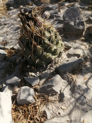 Coryphantha salinensis