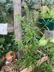 Lepidium virginicum image