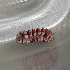 Allosmaitia strophius