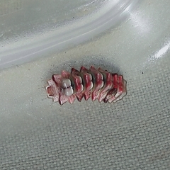 Allosmaitia strophius