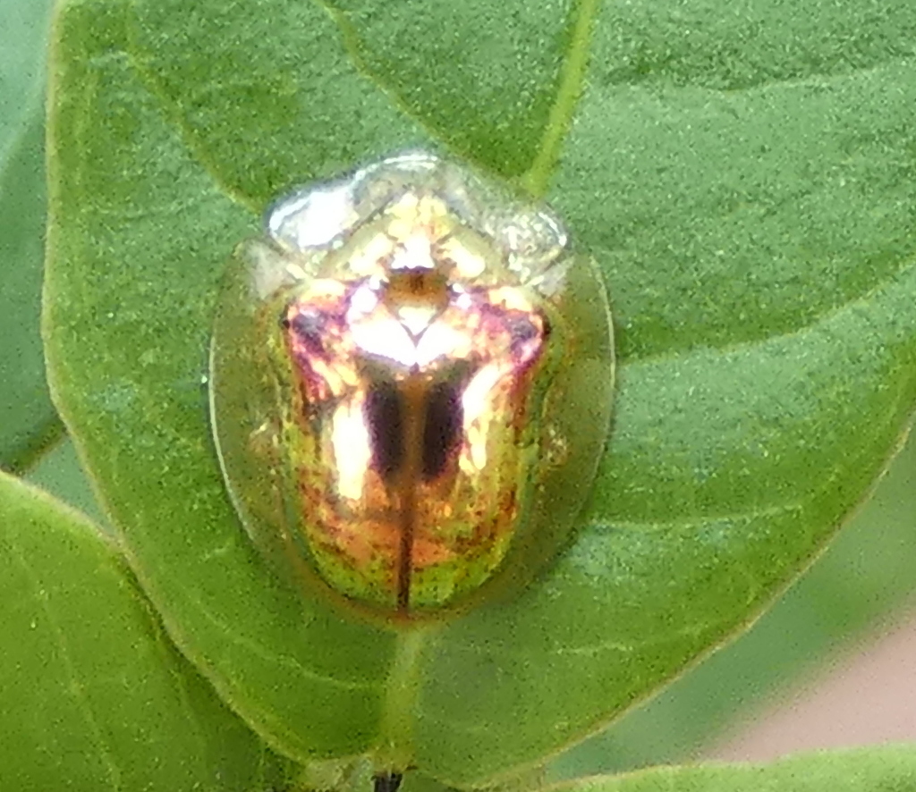 Charidotella zona