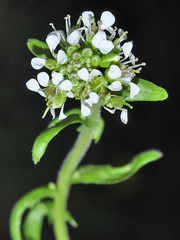 Lepidium hirtum stylatum