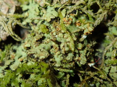 Phaeophyscia endophoenicea