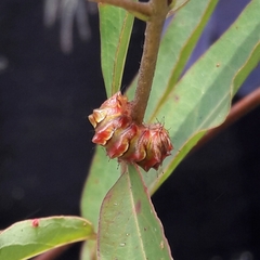 Allosmaitia strophius