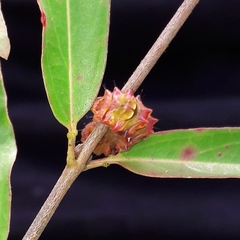 Allosmaitia strophius