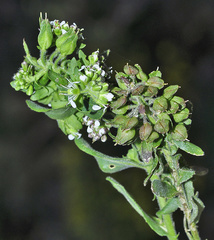Lepidium hirtum stylatum