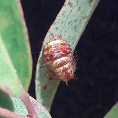 Allosmaitia strophius