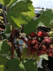 Rubus phoenicolasius
