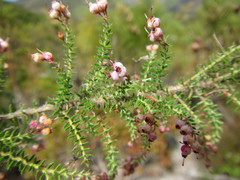 Erica strigosa