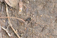 Camponotus chrysurus