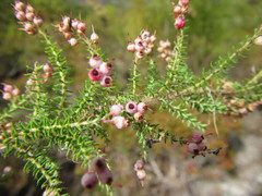 Erica strigosa