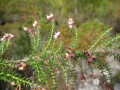 Erica strigosa