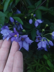 Solanum flaccidum