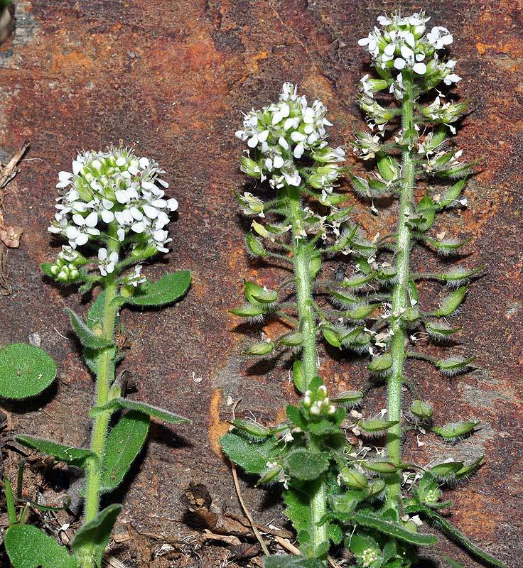 Lepidium hirtum