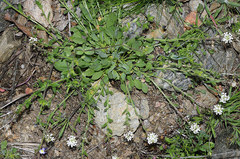 Lepidium hirtum