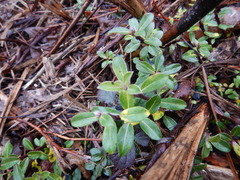 Salix repens argentea