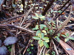 Salix repens argentea
