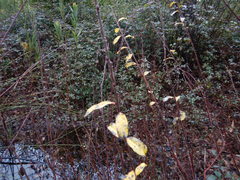 Salix repens argentea
