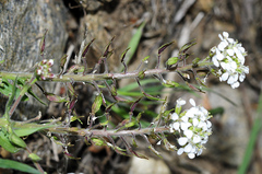 Lepidium hirtum