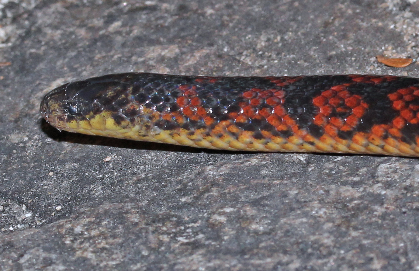 Atractus maculatus (Günther, 1858)