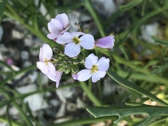Cakile lanceolata