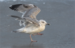 Larus argentatus
