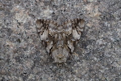 Catocala lara