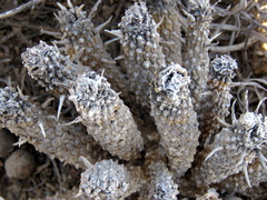Anthacanthae