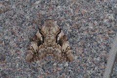 Catocala lara
