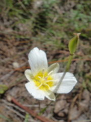 Calochortus ownbeyi
