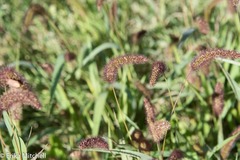 Setaria viridis pycnocoma