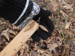 Amphibolips acuminata