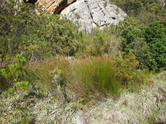 Askidiosperma esterhuyseniae